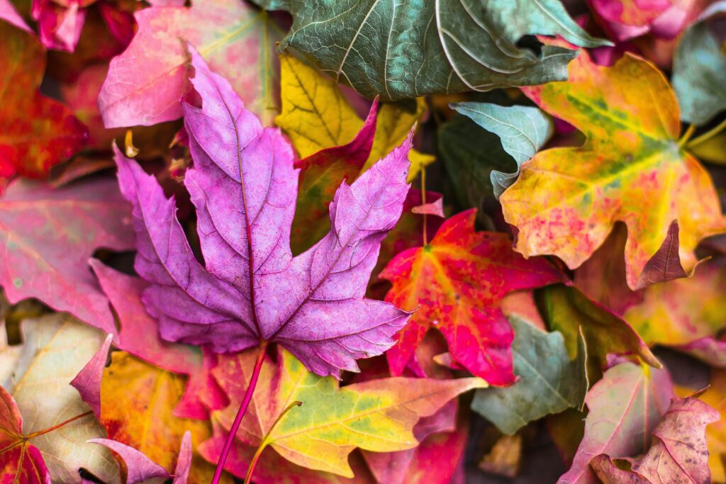 mabon hojas de colores
