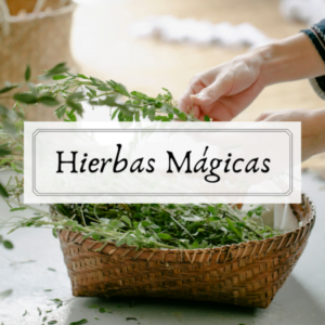 seccion hierbas magicas y medicinales