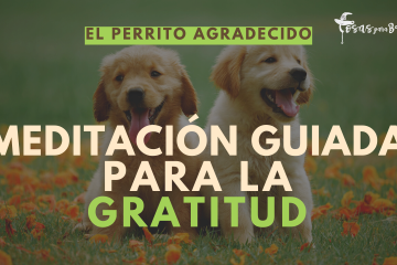 meditación guiada para la gratitud imagen con dos perritos felices